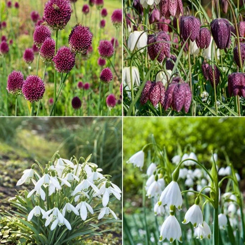 70 Bulbes de fleurs Butterfly Food en mélange