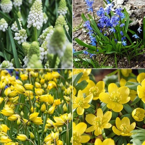 70 Bulbes de fleurs Butterfly Food en mélange