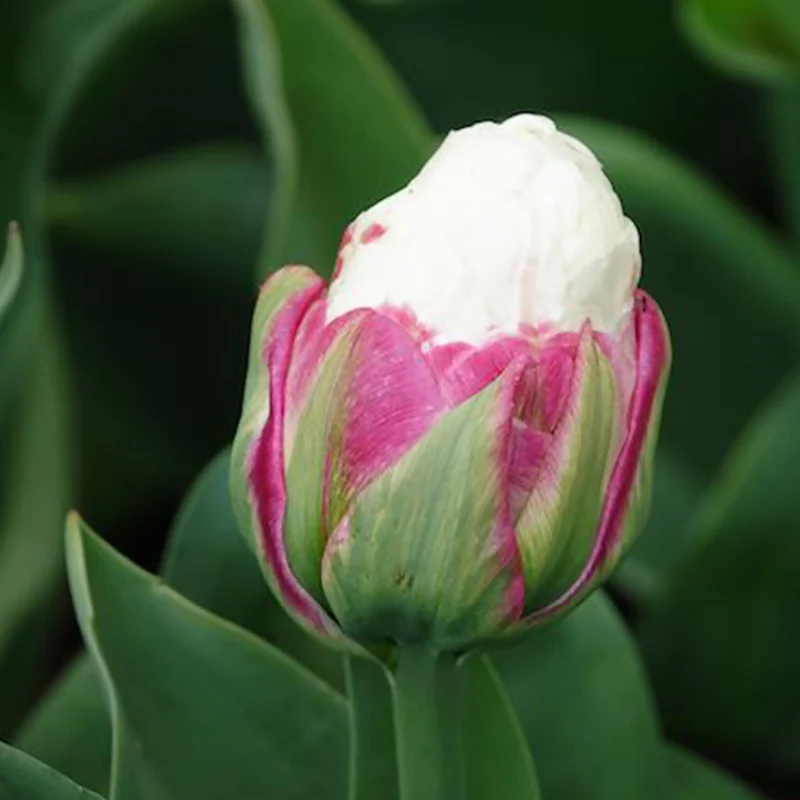 7 Tulipes doubles Ice Cream