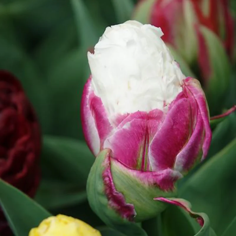7 Tulipes doubles Ice Cream