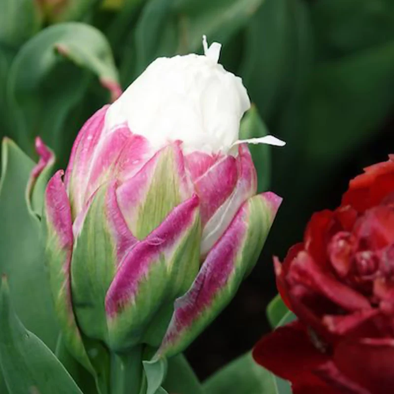 7 Tulipes doubles Ice Cream