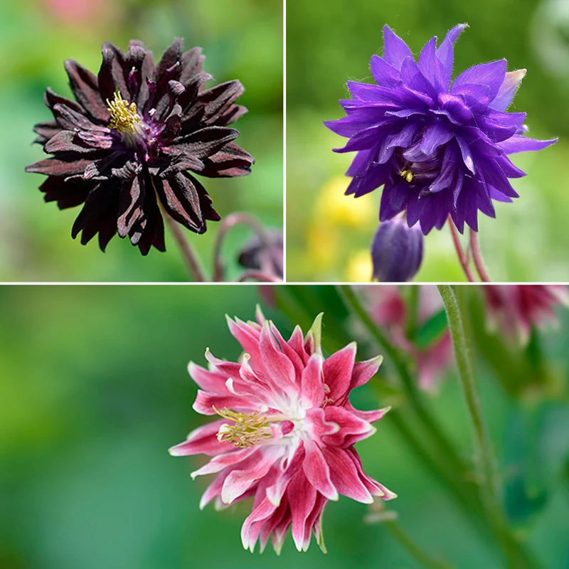 3 Ancolies Barlow en mélange
