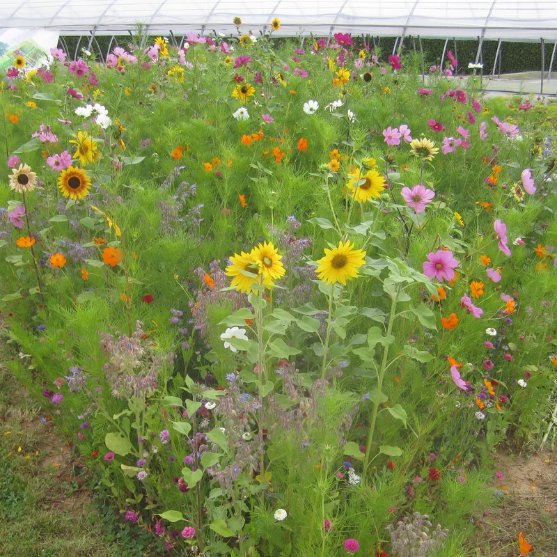 Graines de fleurs mellifères en mélange