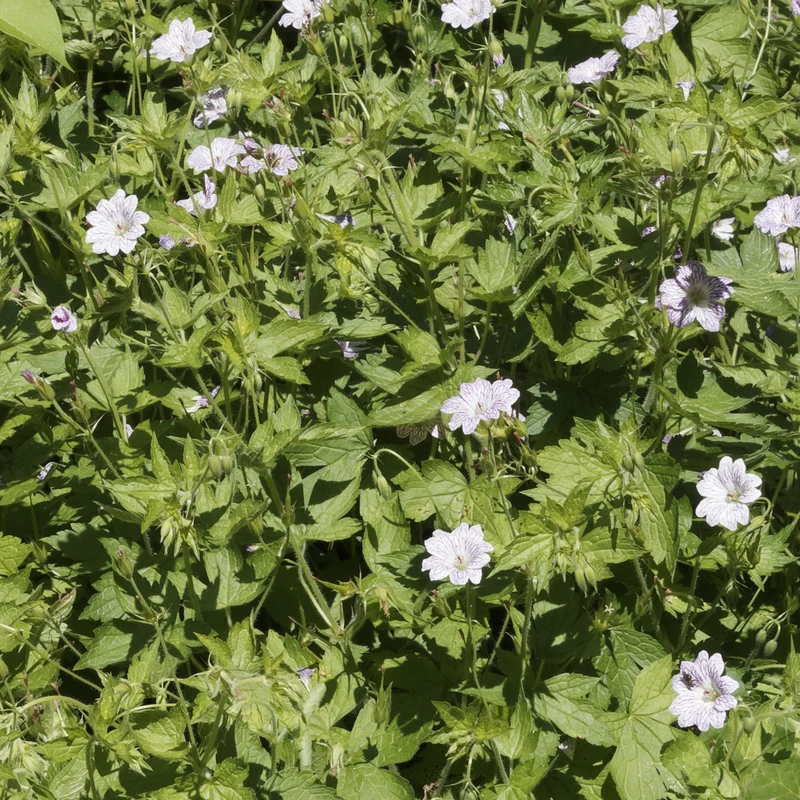 9 Géraniums vivaces en mélange