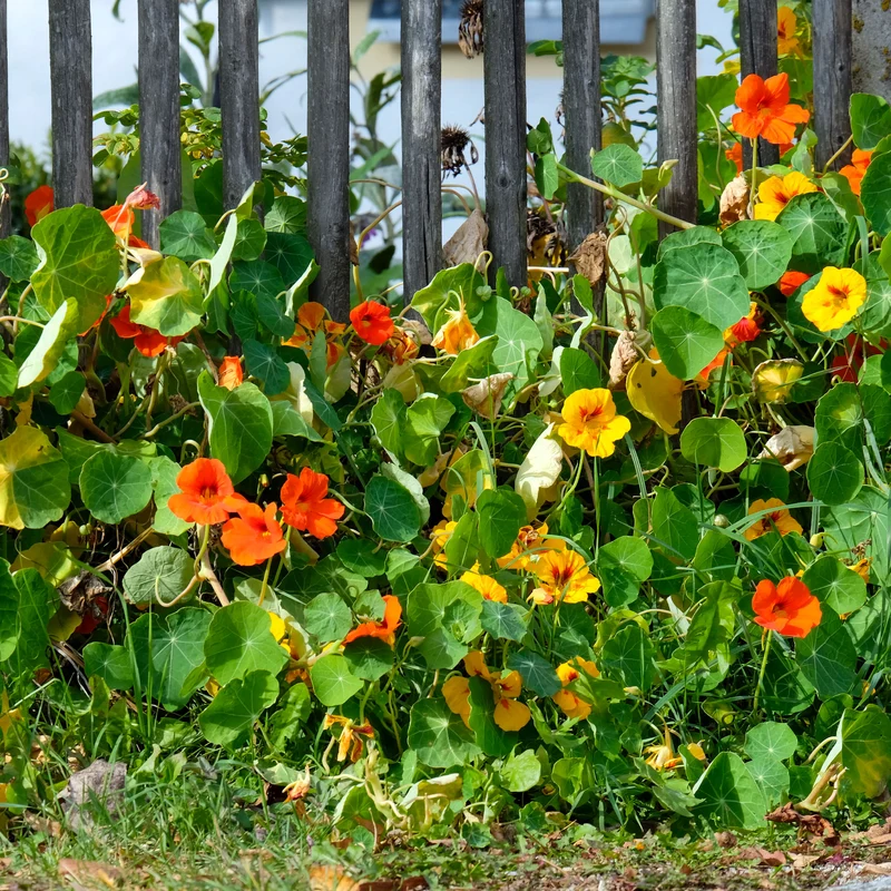 Capucines à grandes fleurs simples en mélange Bio