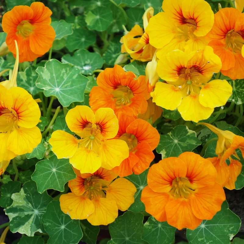 Capucines à grandes fleurs simples en mélange Bio