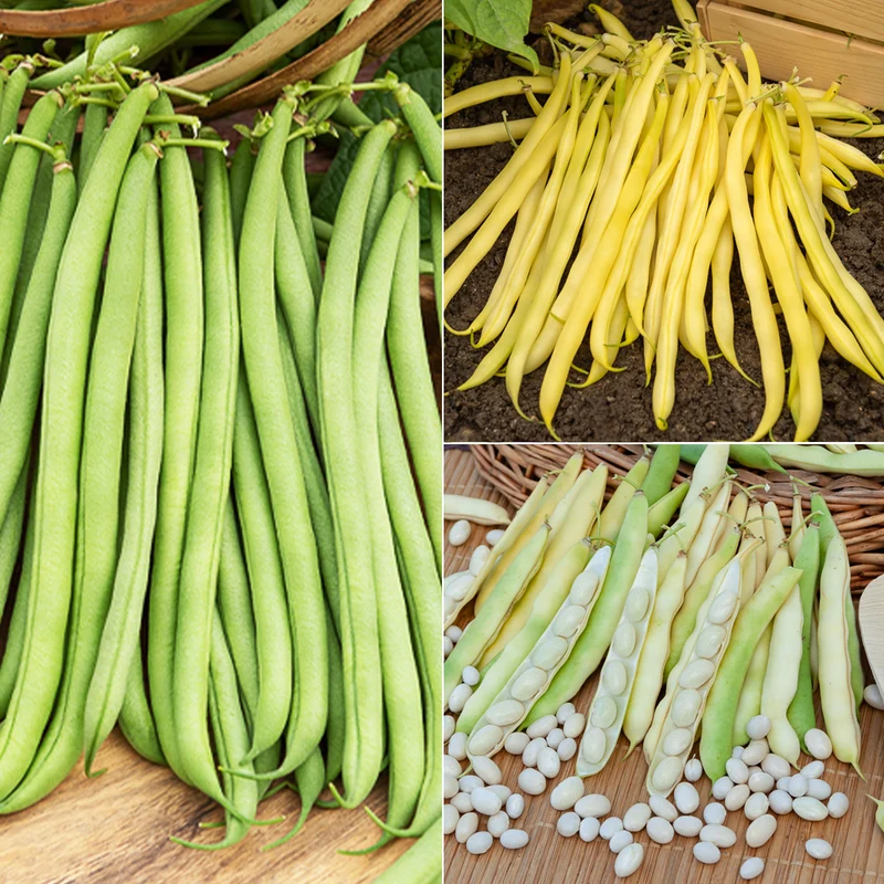 Collection d'Haricots