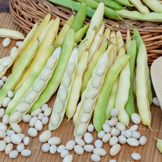 Collection d'Haricots