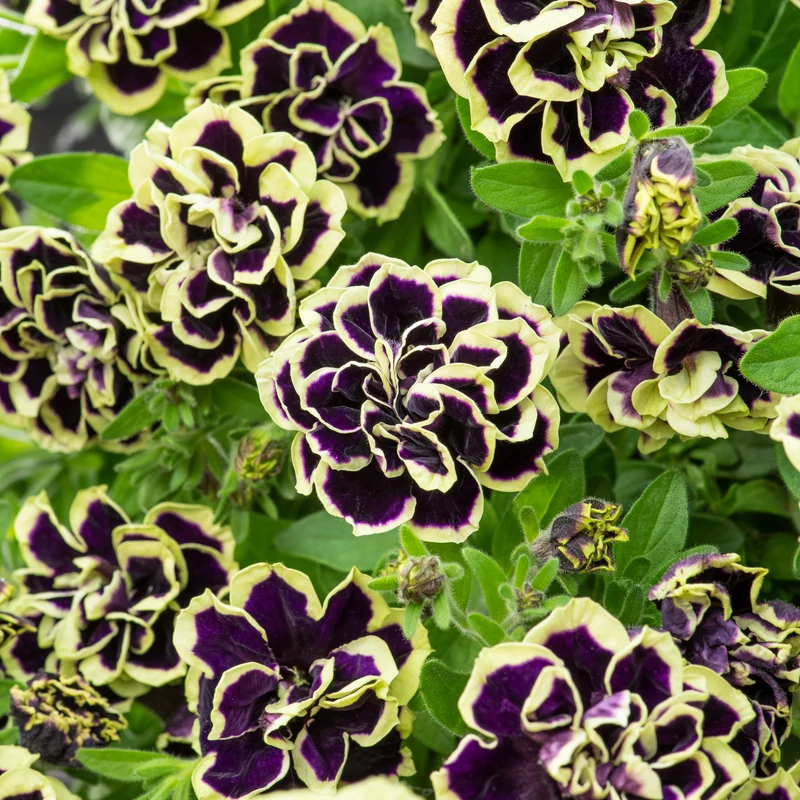 3 Pétunias fleur double noir/jaune