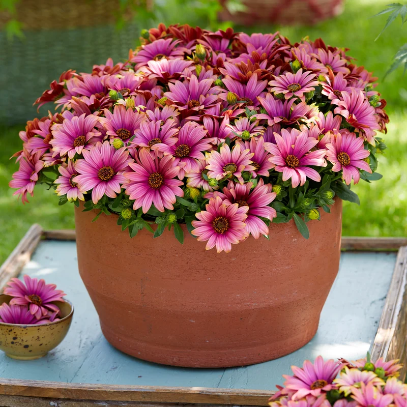 3 Marguerites du Cap bicolores (pourpre/blanc)