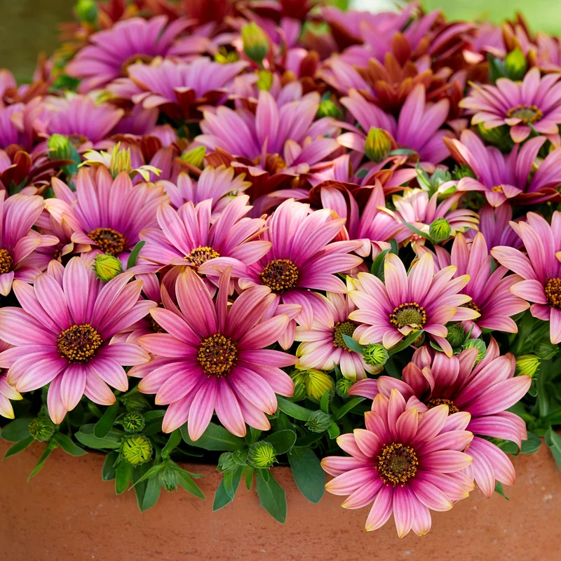 3 Marguerites du Cap bicolores (pourpre/blanc)