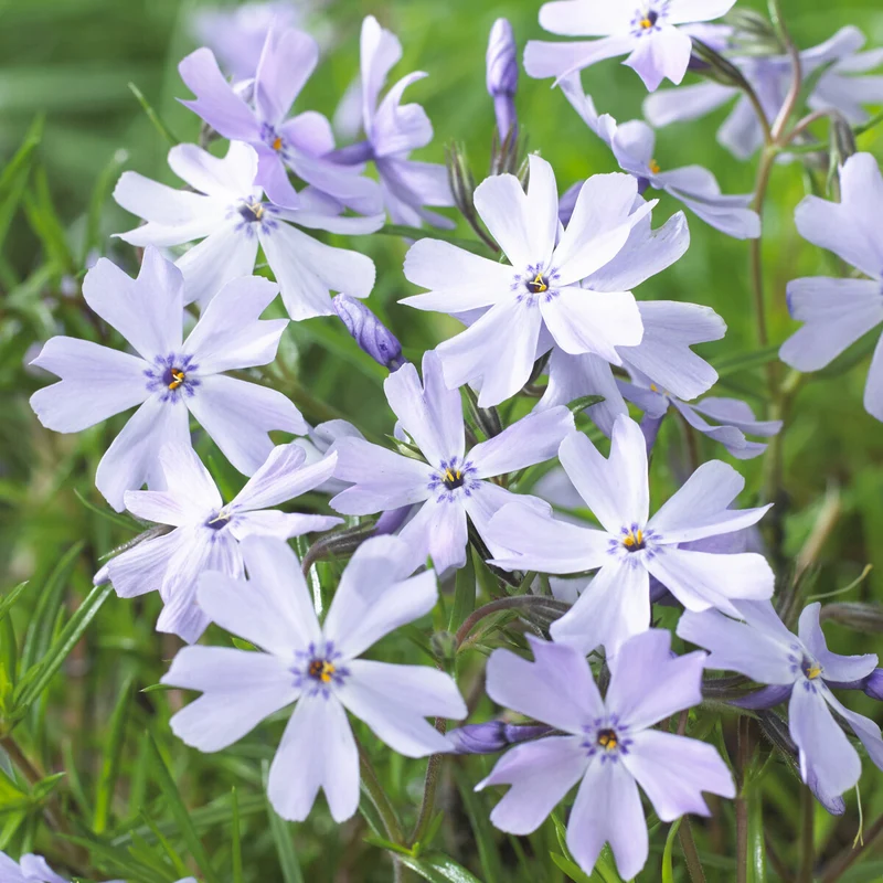Phlox mousse Emerald Cushion Blue