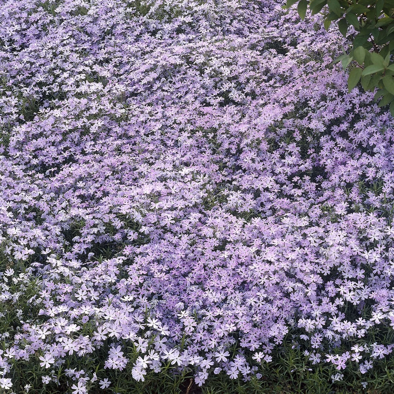 Phlox mousse Emerald Cushion Blue