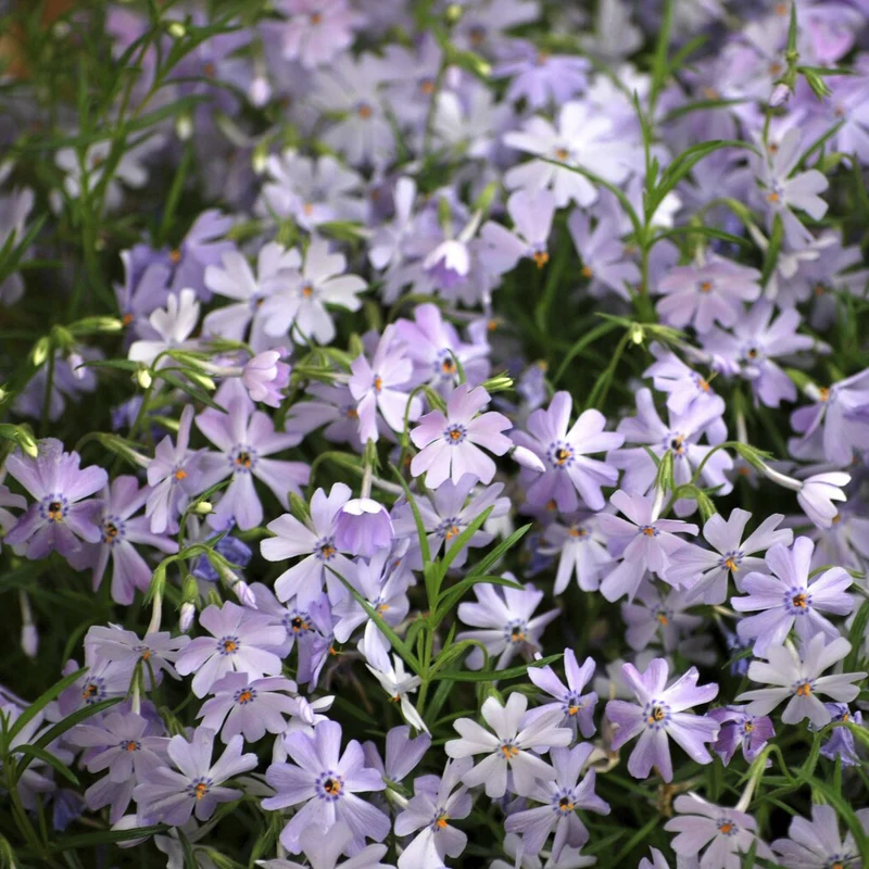 Phlox mousse Emerald Cushion Blue