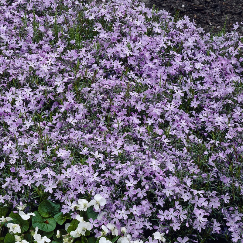 Phlox mousse Emerald Cushion Blue