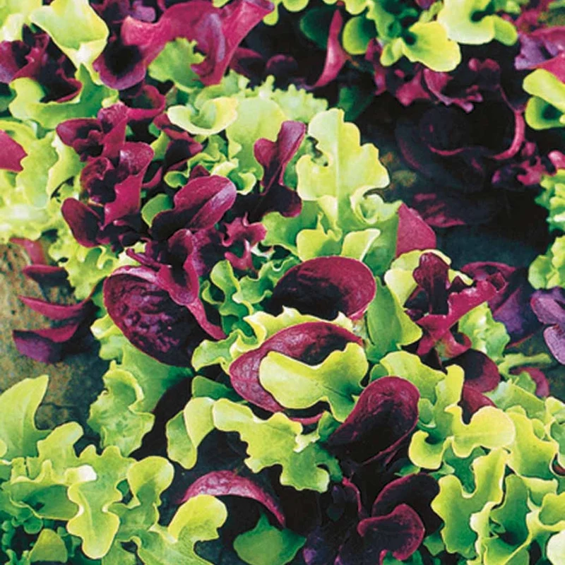 Laitues à petites feuilles en mélange