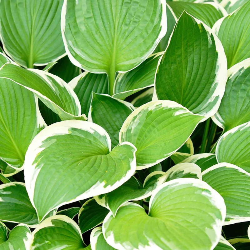 Hosta Patriot