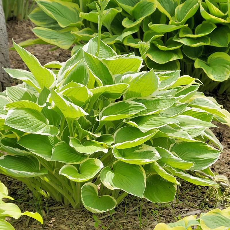 Hosta Patriot