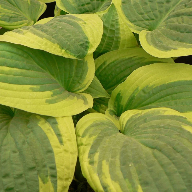 Hosta Wide Brim