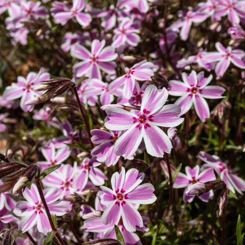 Phlox mousse Candy Stripes