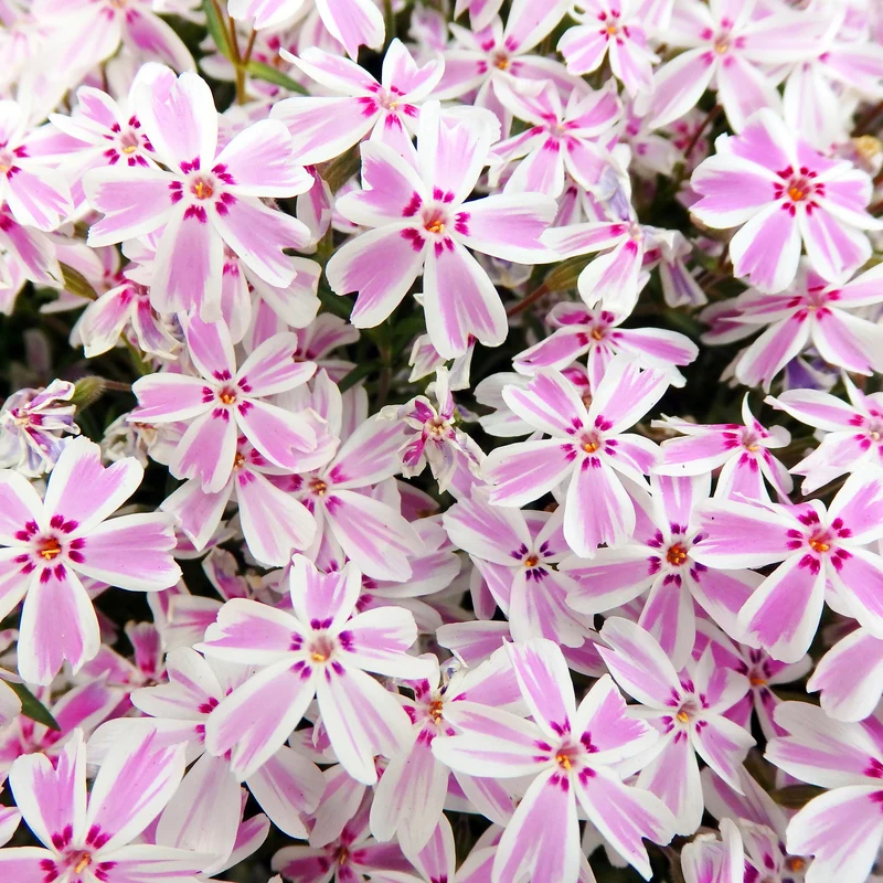 Phlox mousse Candy Stripes