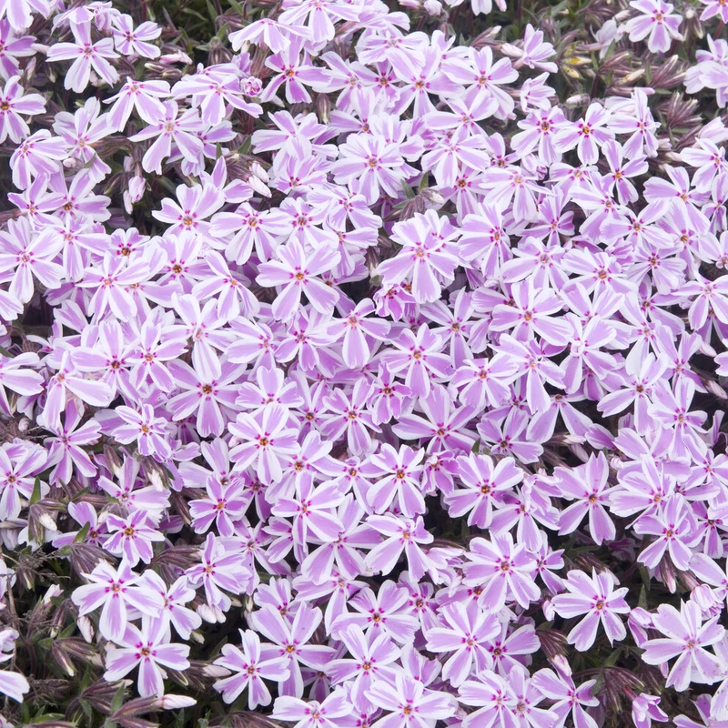 Phlox mousse Candy Stripes