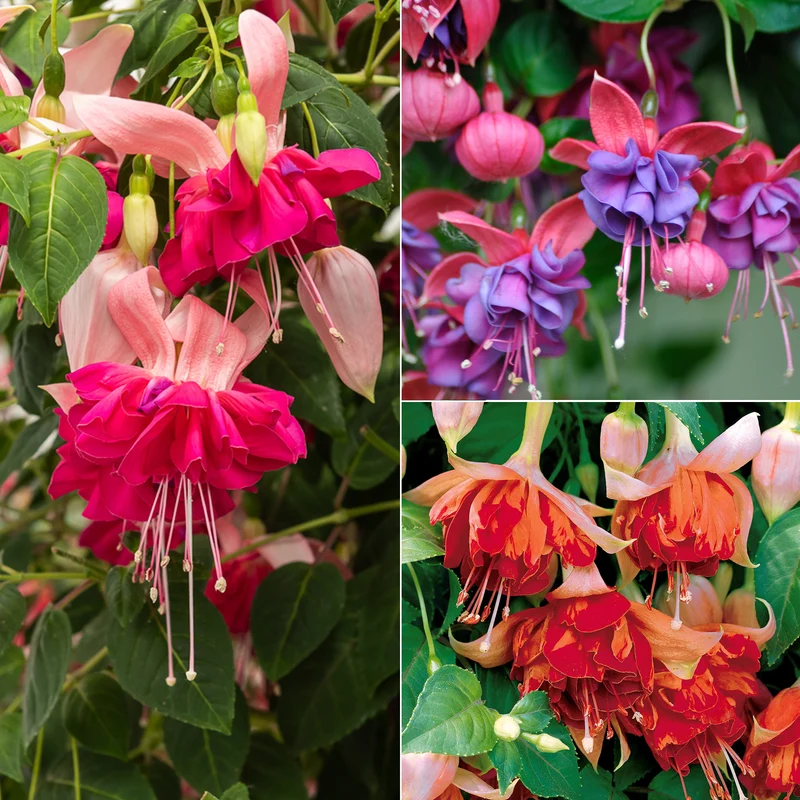 6 Fuchsias en mélange