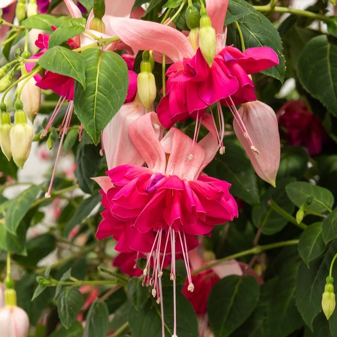 6 Fuchsias en mélange