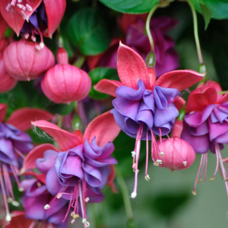 6 Fuchsias en mélange