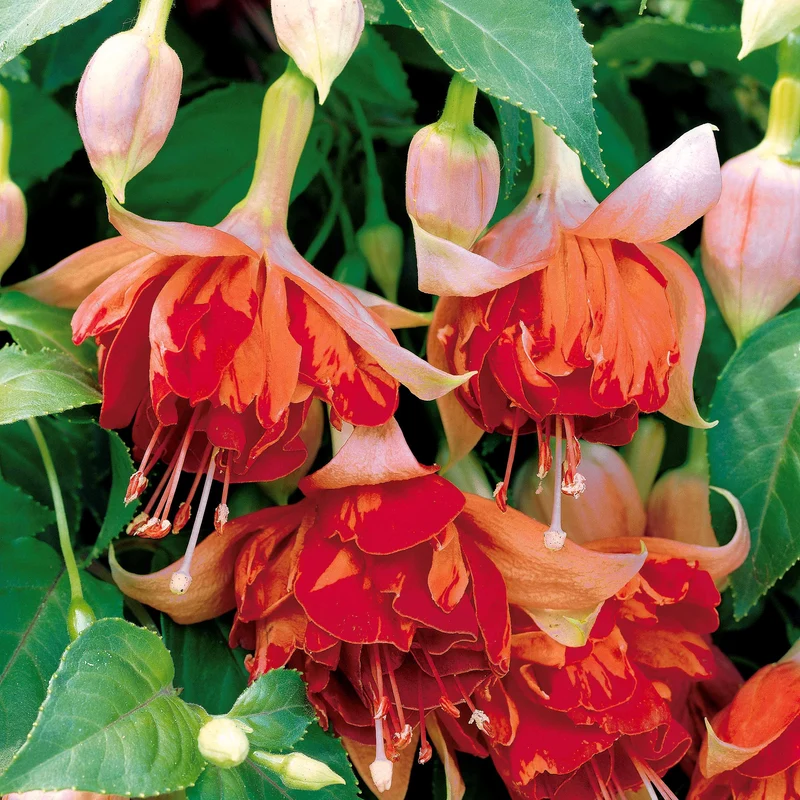 6 Fuchsias en mélange