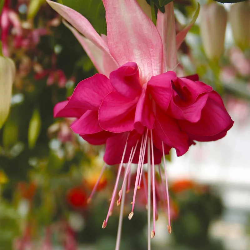 6 Fuchsias en mélange