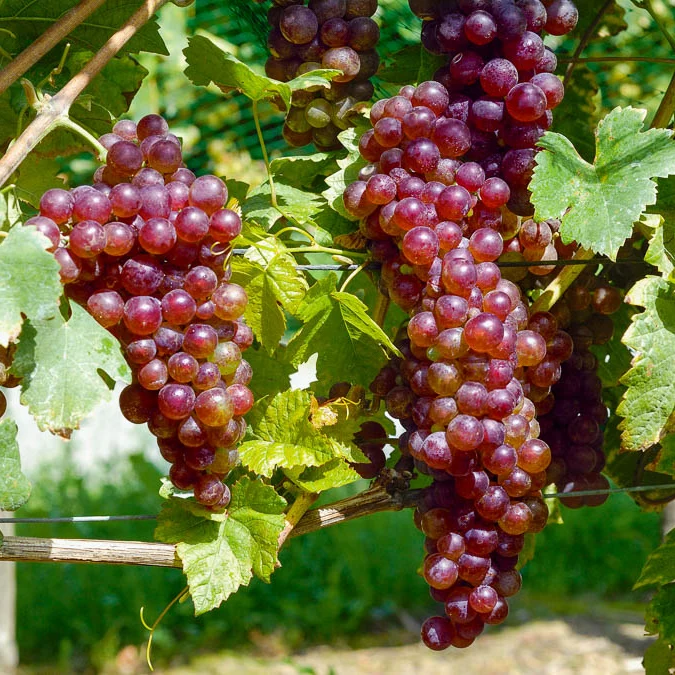 Collection de 4 vignes