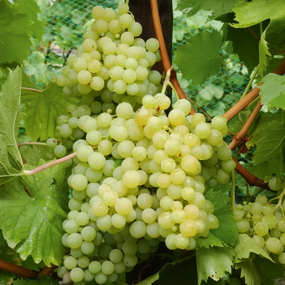 Collection de 4 vignes