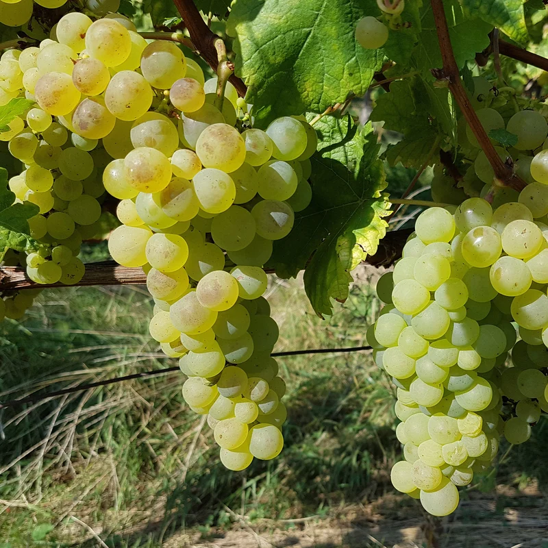 Collection de 4 vignes
