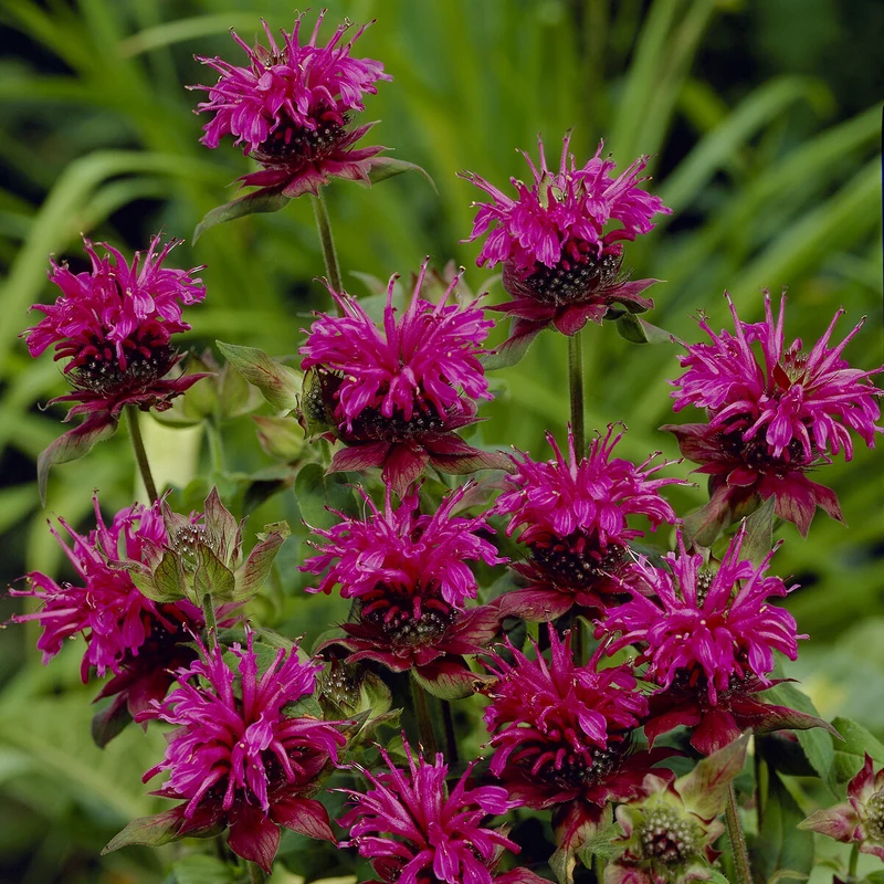 Monarde Scorpion