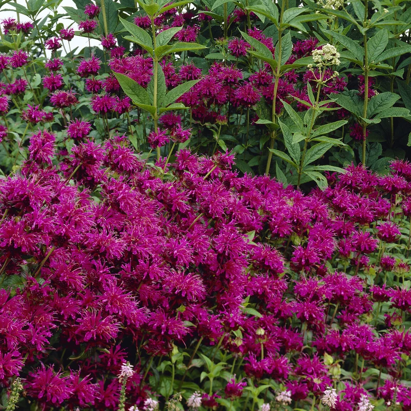 Monarde Scorpion