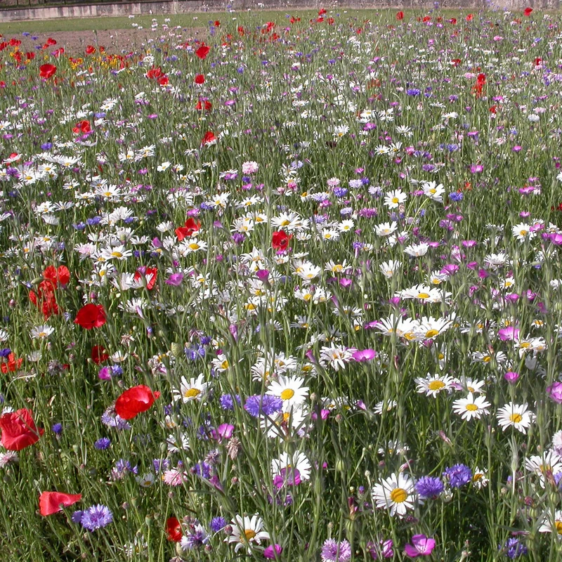 Fleurs des champs en mélange