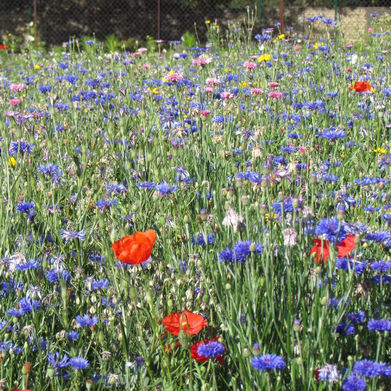 Fleurs des champs en mélange