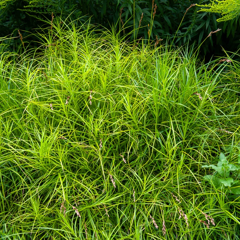 Laîche d'Amérique - Carex