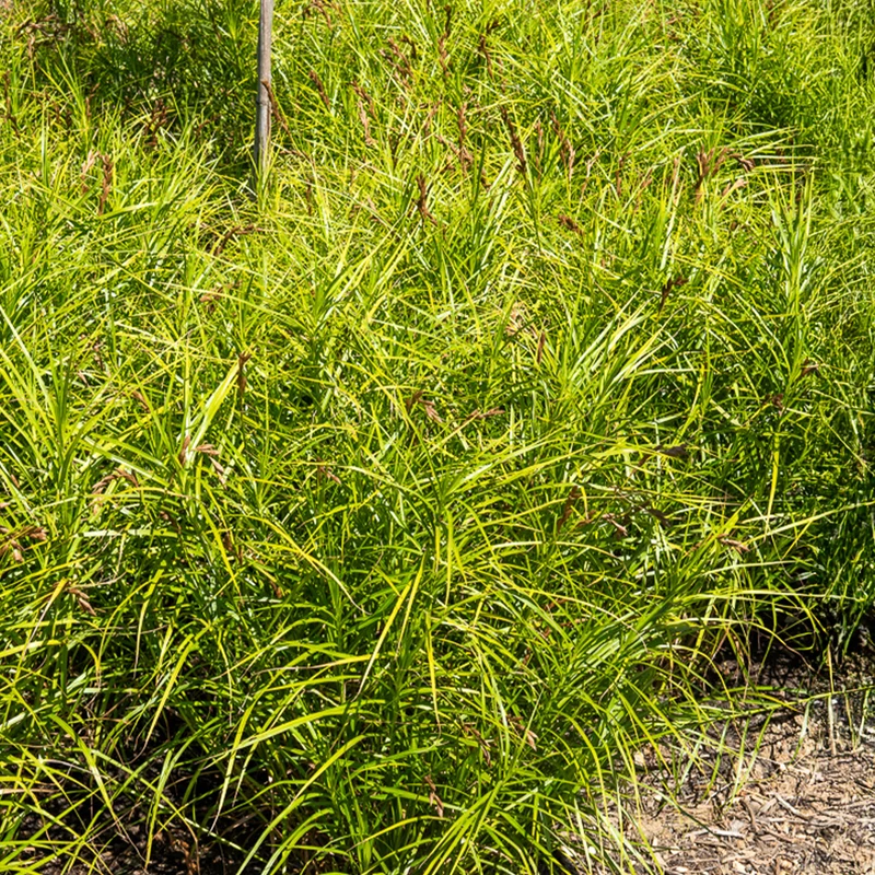 Laîche d'Amérique - Carex