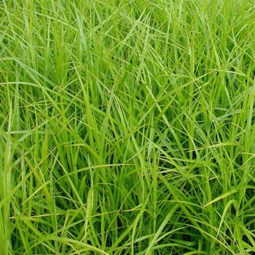 Laîche d'Amérique - Carex