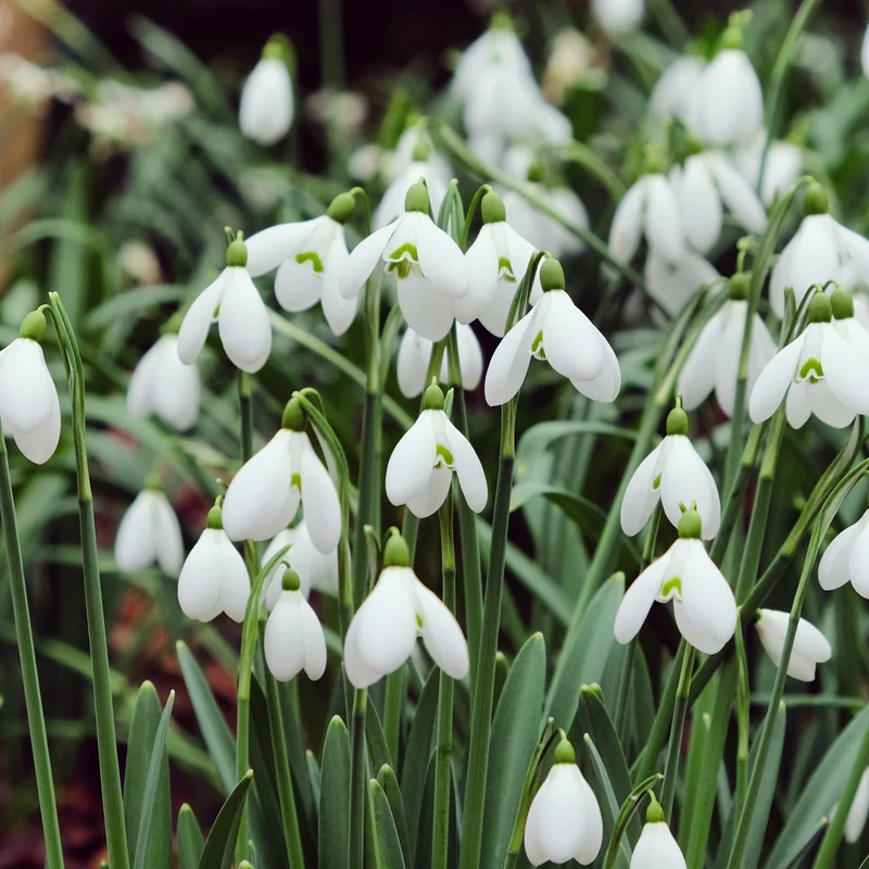 10 Perce-neige géant