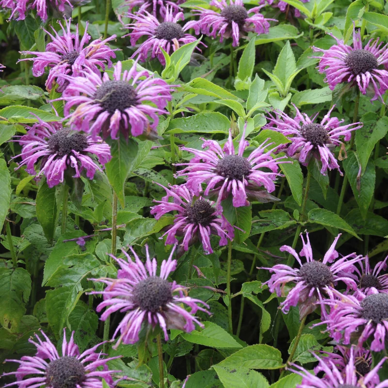 Monarde Aquarius