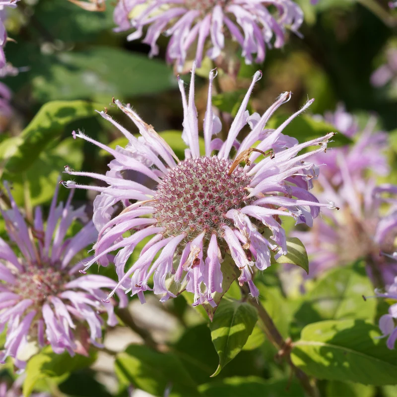 Monarde bradburiana Bergamote sauvage