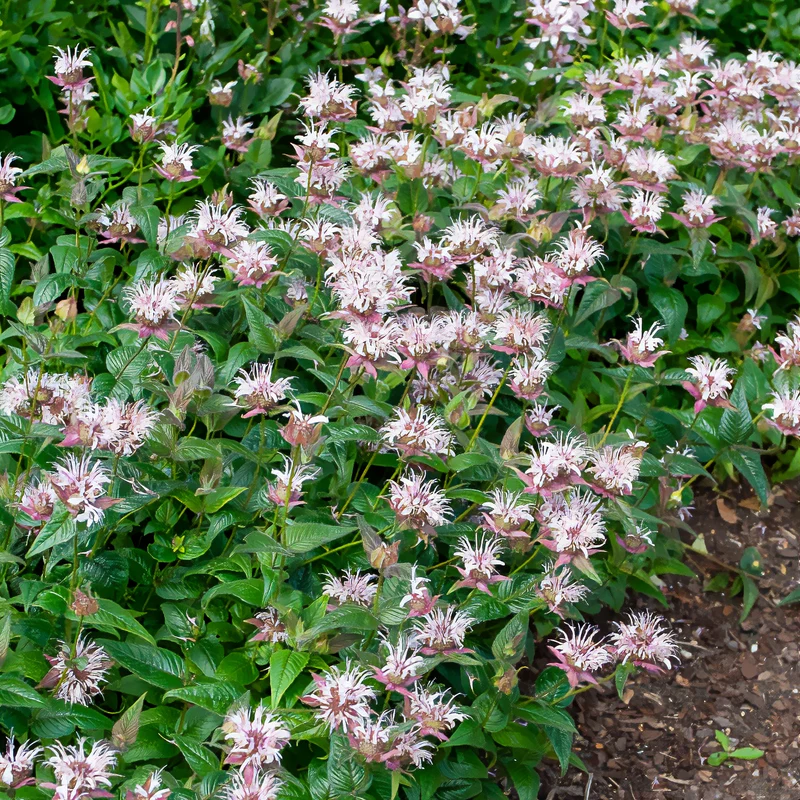 Monarde bradburiana Bergamote sauvage