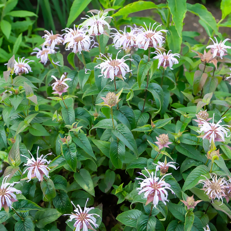 Monarde bradburiana Bergamote sauvage