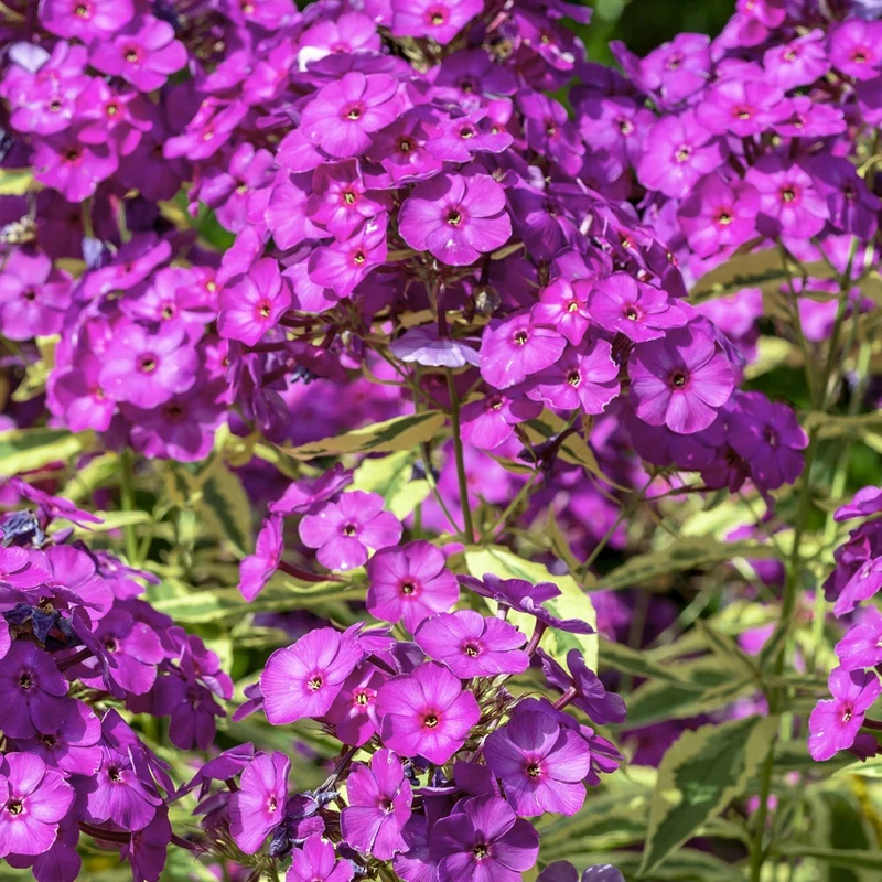 Phlox paniculé Bambini Primadonna