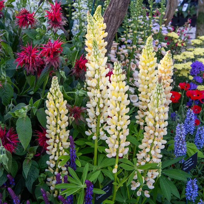 Lupin Chandelier