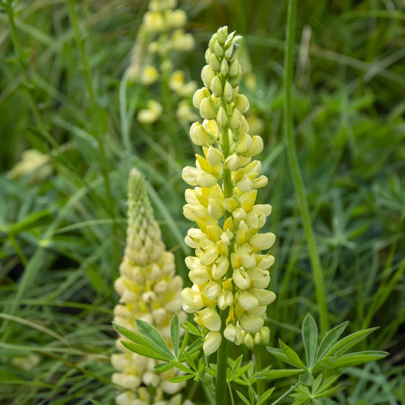 Lupin Chandelier