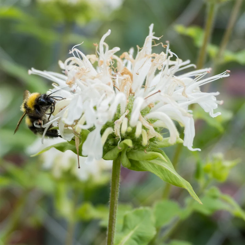 Monarde Schneewittchen